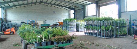Baumschule für Containerpflanzen in
Wiefelstede